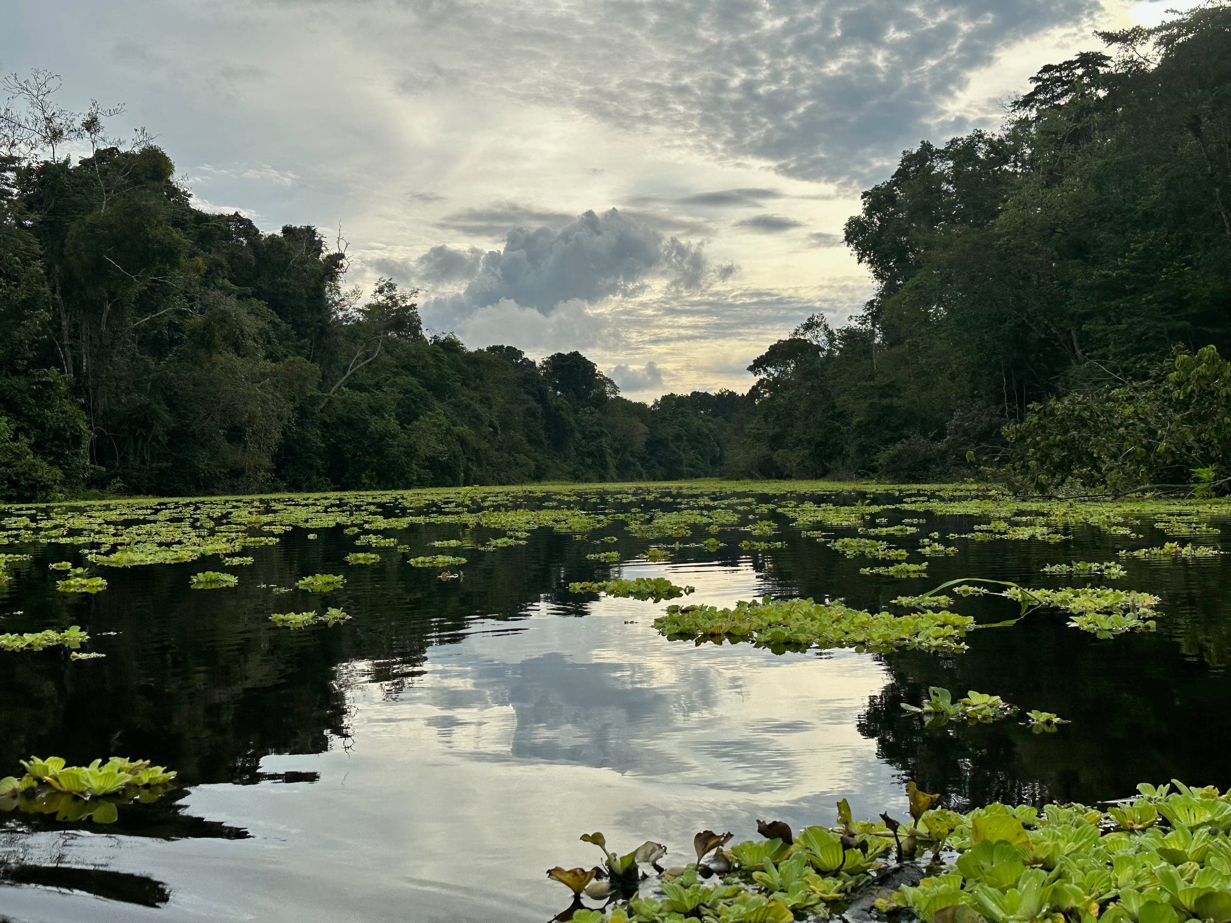 Amazon River with lily pads near Iquitos, Peru